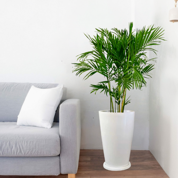 Palmera bambú en maceta de fibra de vidrio cónica 60×40
